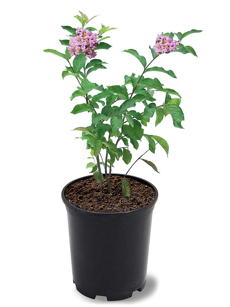 Crape Myrtle Muskogee