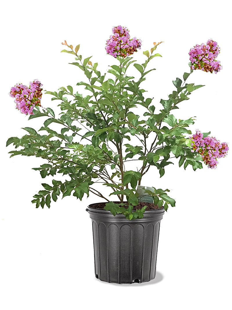 muskogee lavender crape myrtle tree Purple Crape Myrtles For Sale
