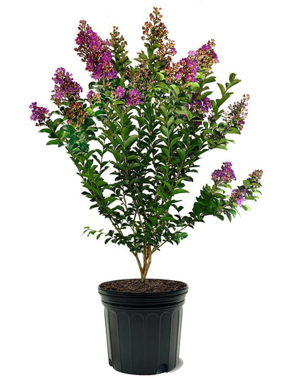 Crape Myrtle Muskogee