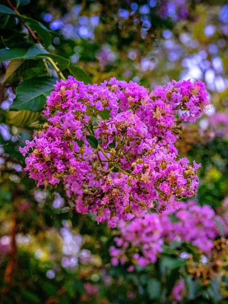 Crape Myrtle Muskogee
