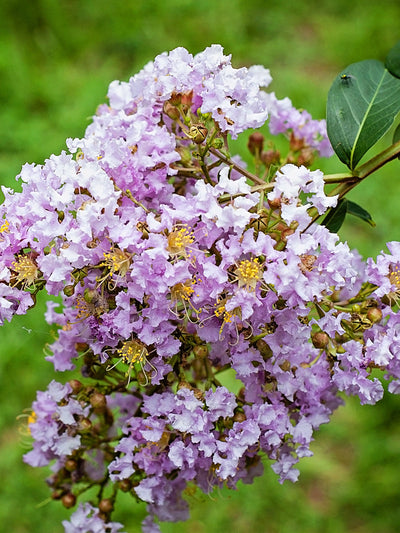 Crape Myrtle Muskogee