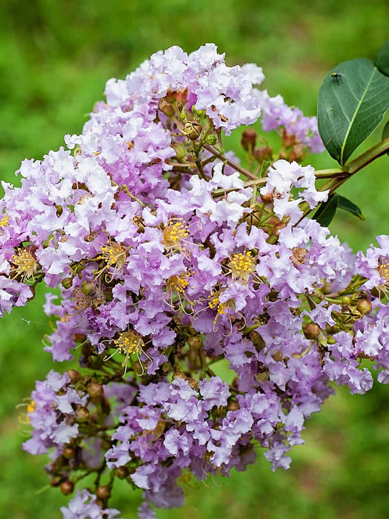 Crape Myrtle Muskogee