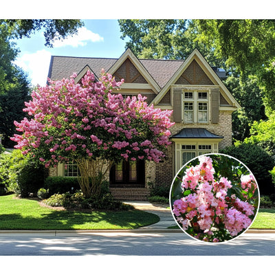 Crape Myrtle Muskogee