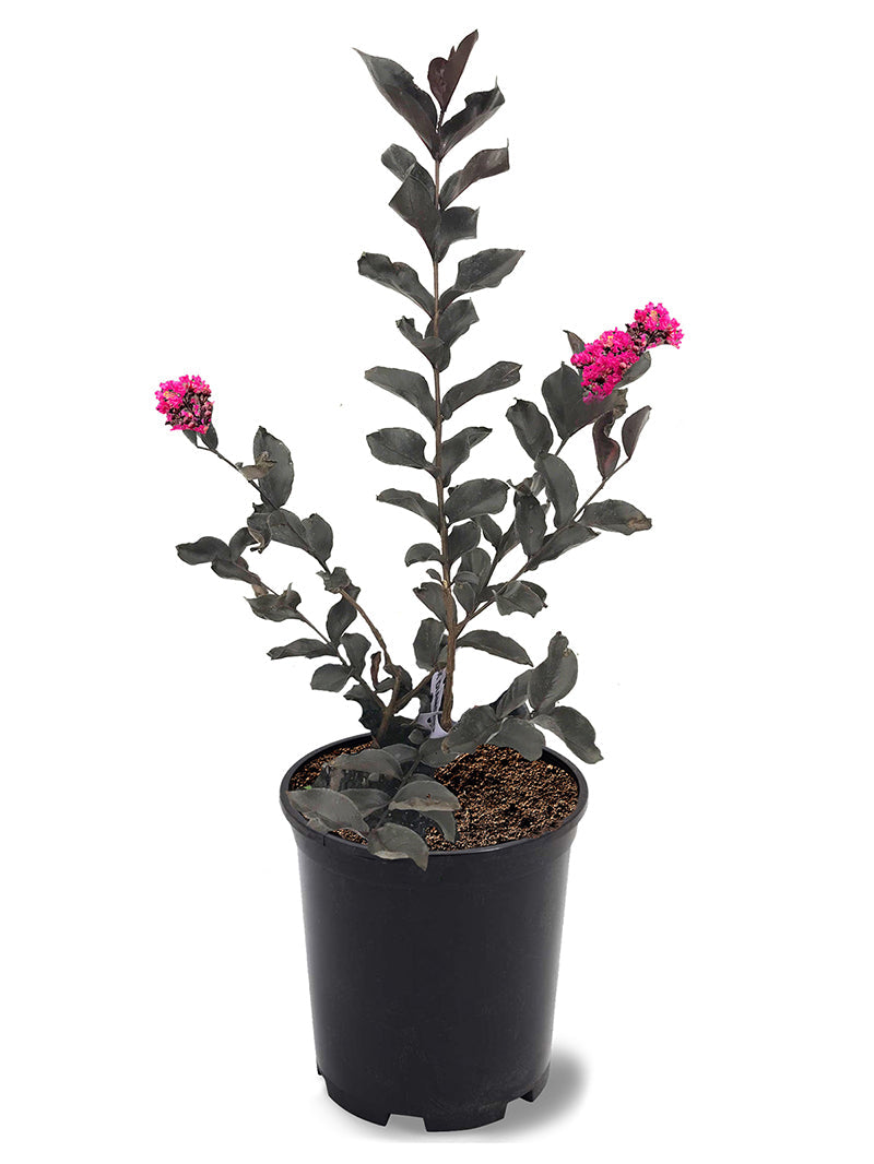 Crape Myrtle Black Diamond Mystic Magenta