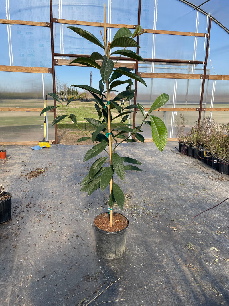 Loquat