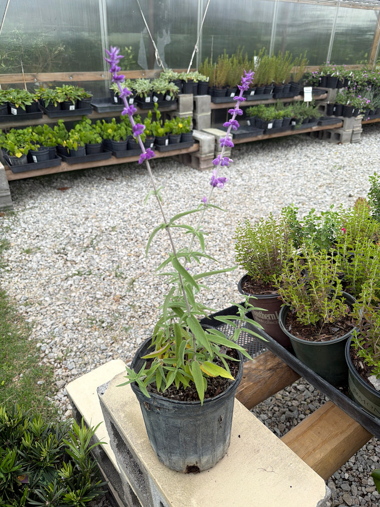 Sage Mexican Bush Bicolor – Texas Tree Farms