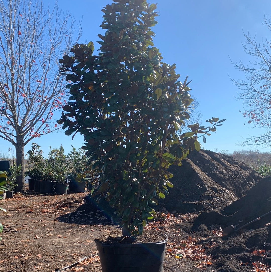 Magnolia Texas Tree Farms