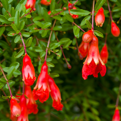 Pomegranate Dwarf Nana