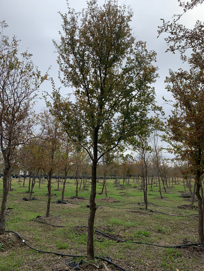 Cedar Elm