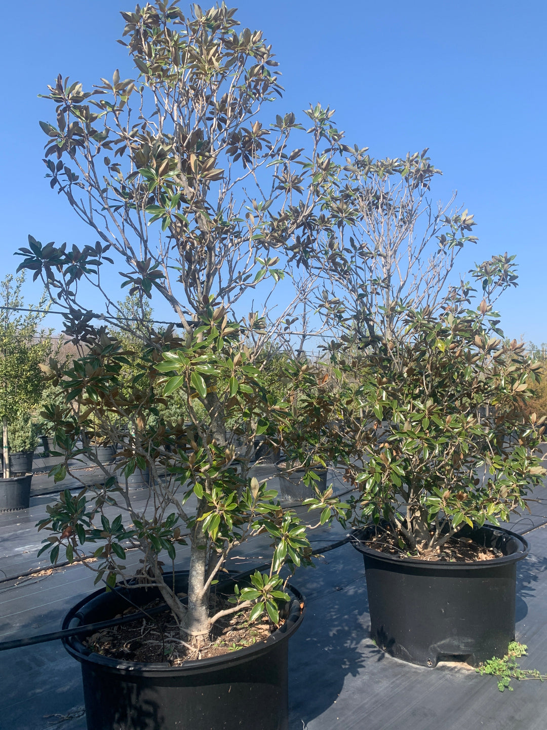 magnolia tree house plant Little Gem Magnolias