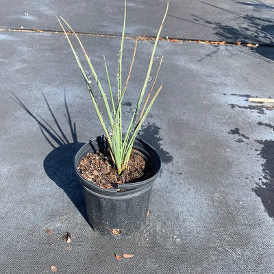 Red Yucca Plant 1 gallon size