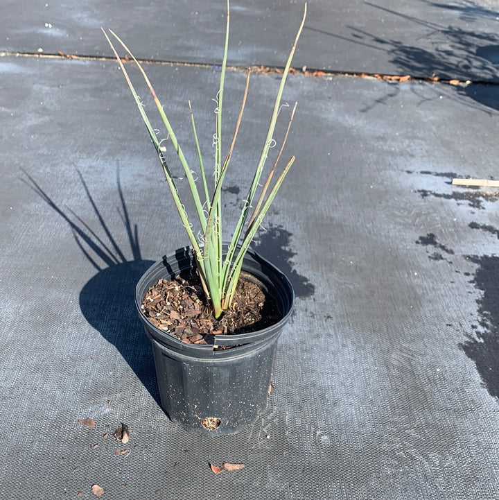 Red Yucca For Sale | Texas Tree Farms