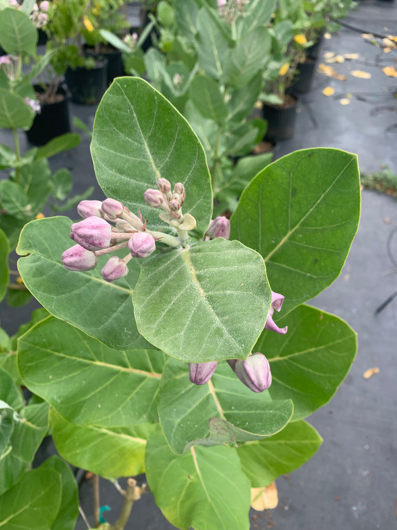 Milkweed Giant