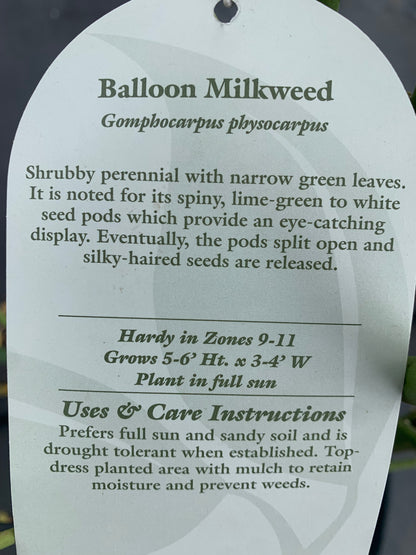 Milkweed Balloon Plant