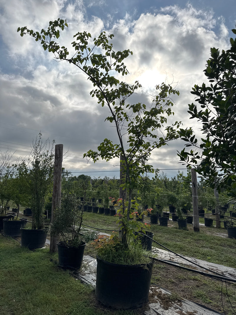 Redbud Texas Discounted – Texas Tree Farms