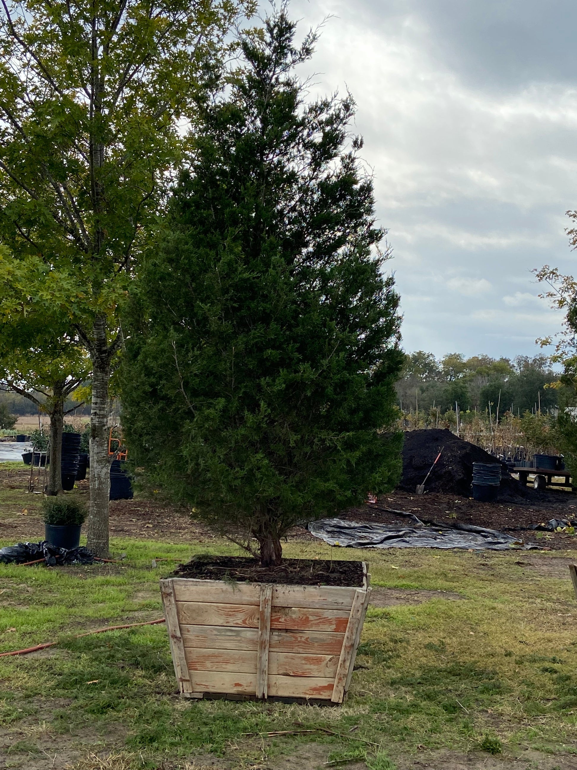 Eastern Red Cedar – Texas Tree Farms