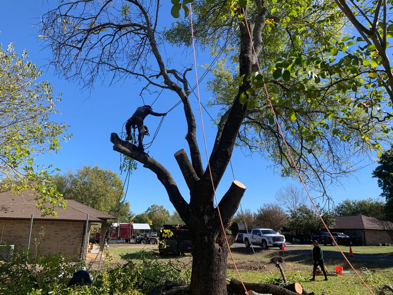 Tree Trimming Consultation