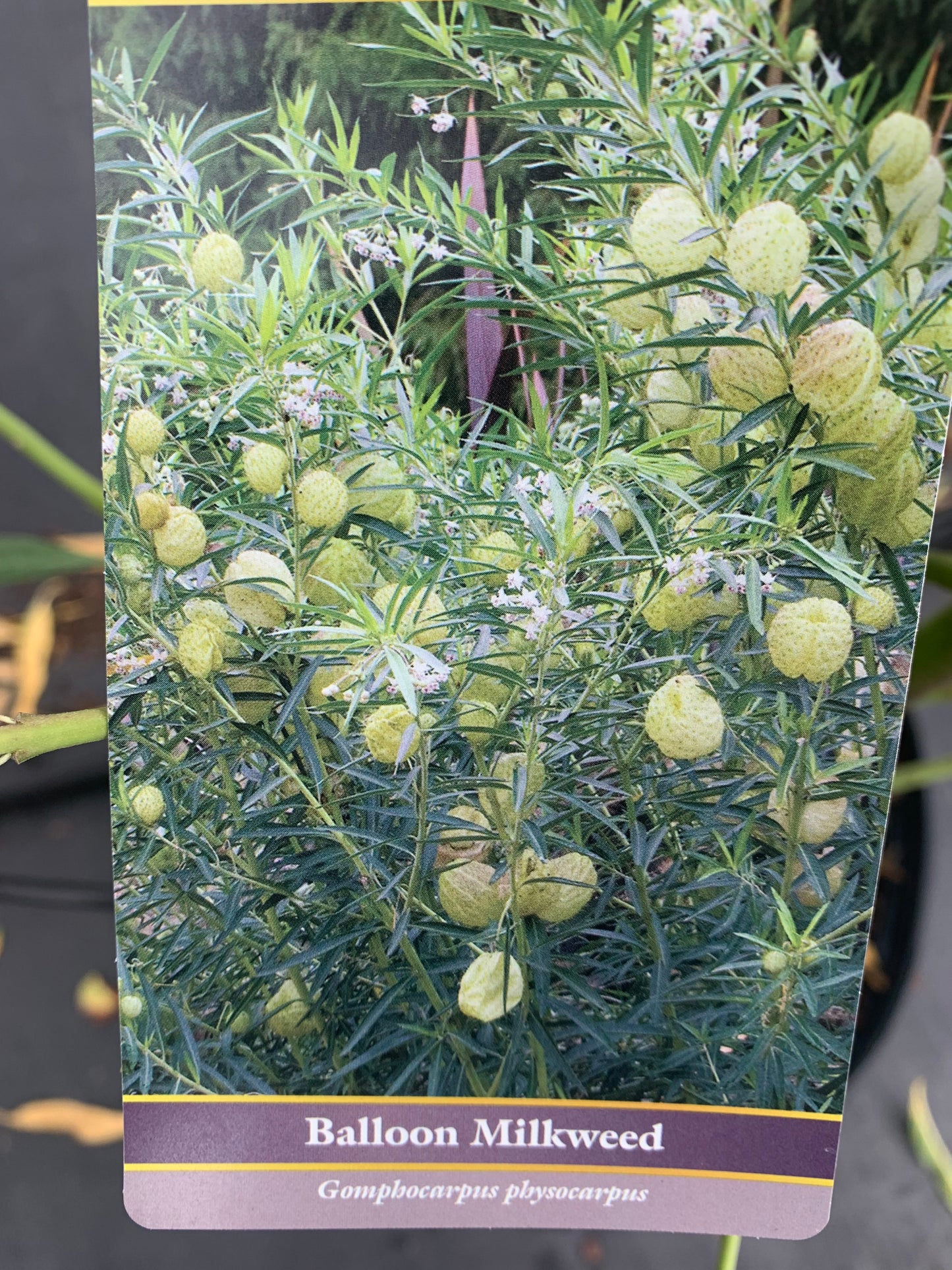 Milkweed Balloon Plant