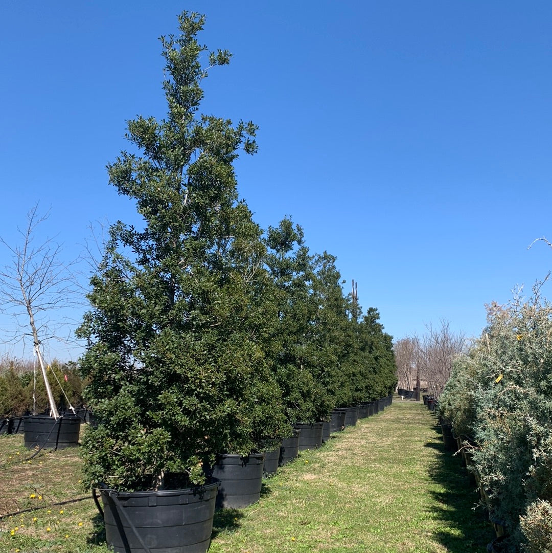 Foster Tree Holly Foster – Texas Tree Farms
