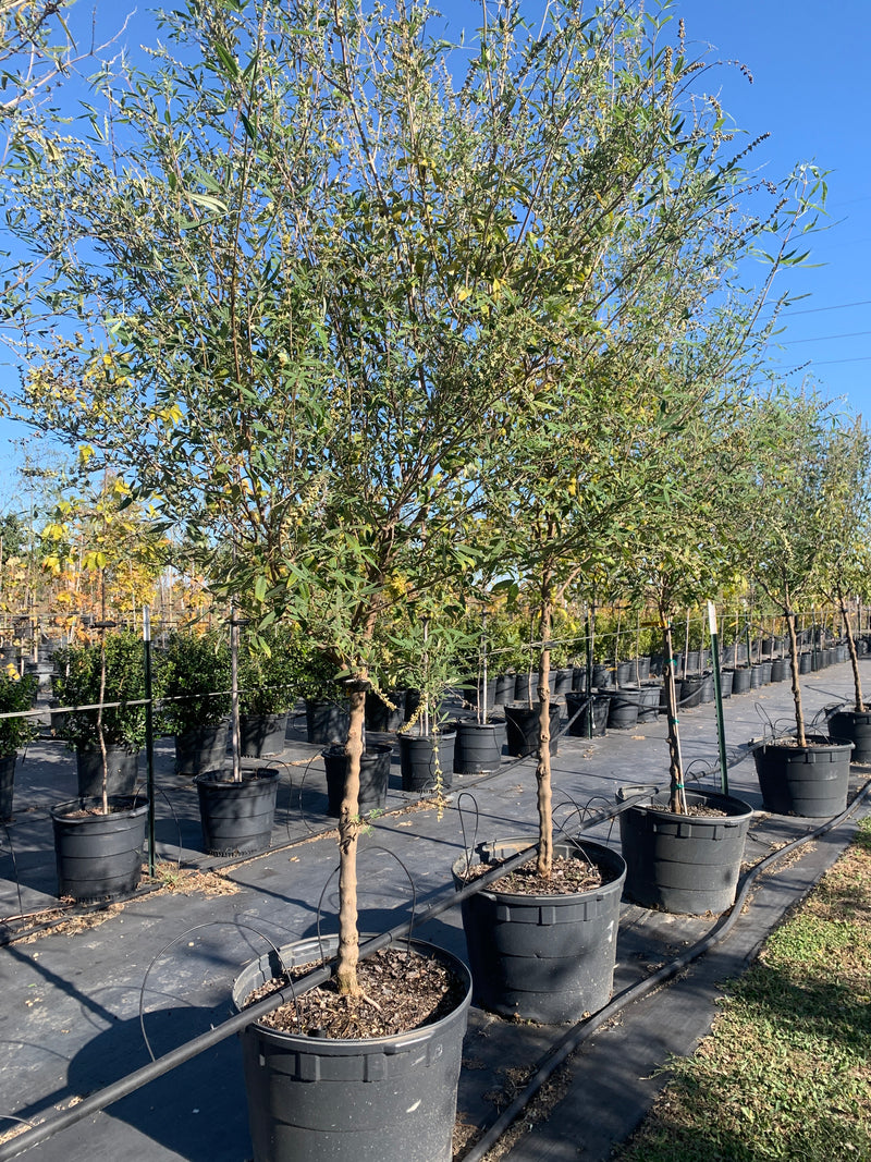 Vitex Shoal Creek