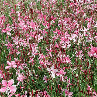 Gaura Siskiyou Pink (Beeblossom)