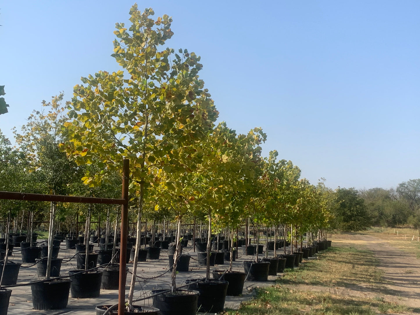 American Sycamore