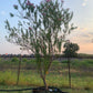 Desert Willow