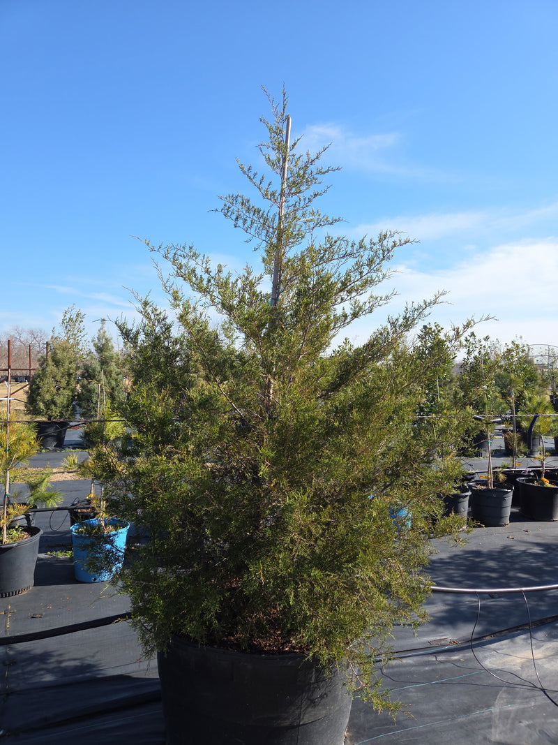 cedar monsters of texas Eastern Red Cedar – Texas Tree Farms