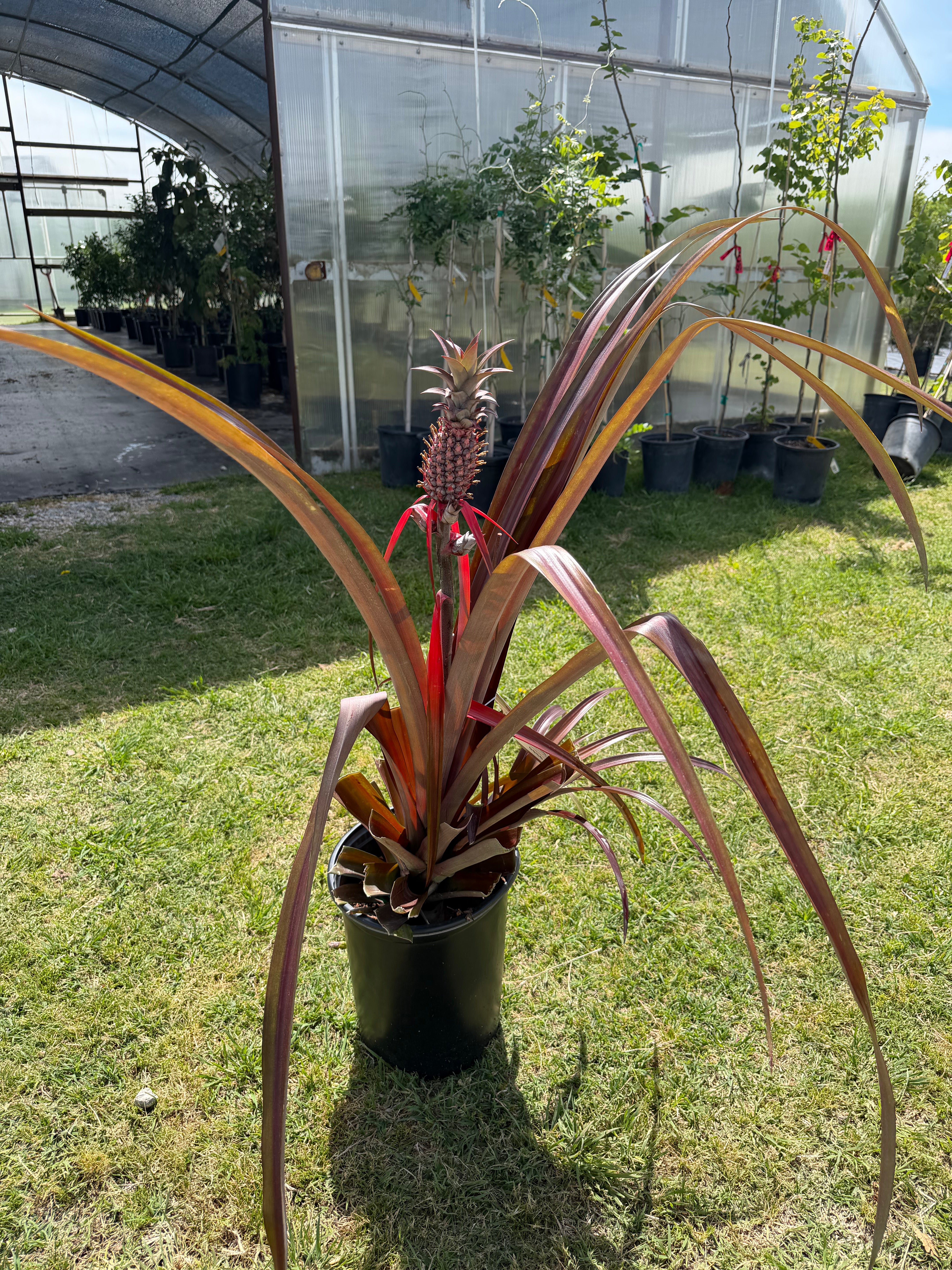 Pineapple Red 