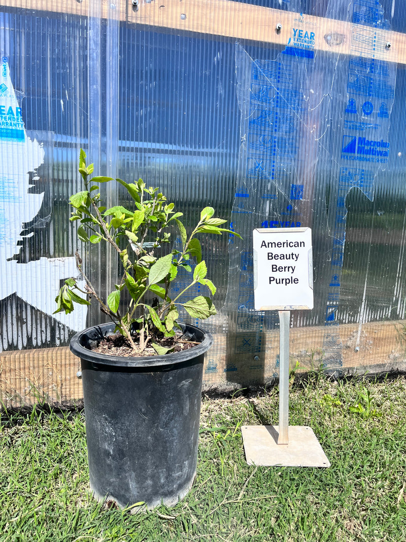 Beautyberry American