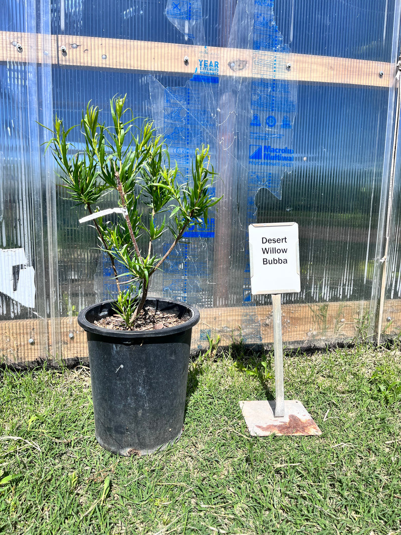 Desert Willow 5 Gallon FREE Shipping