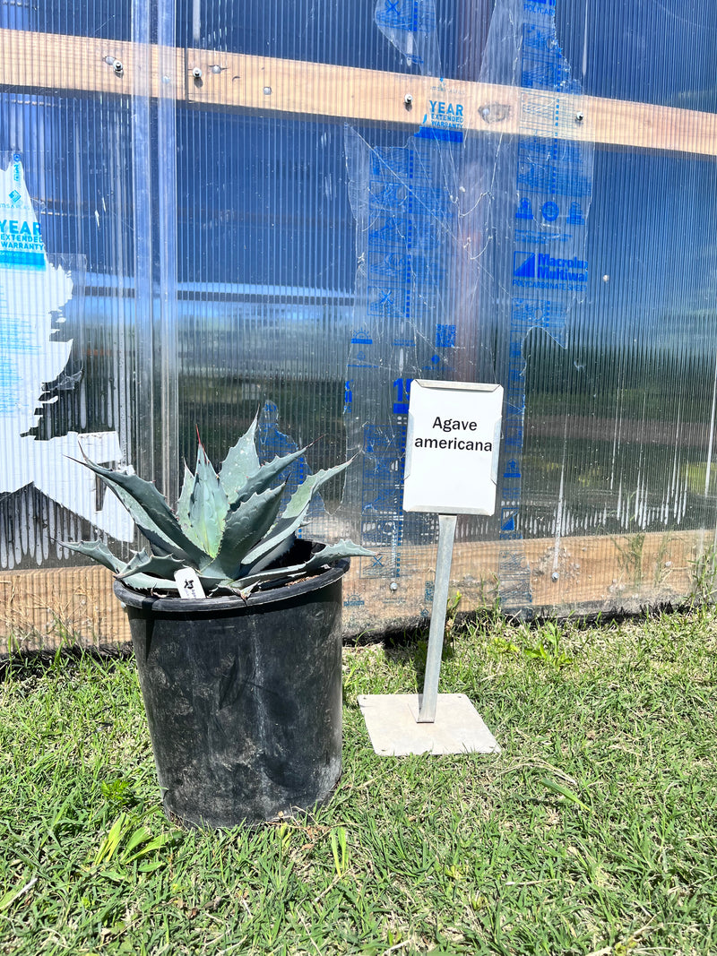 Agave Americana