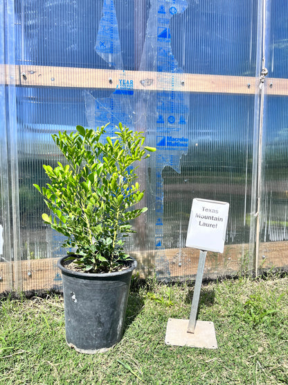 Texas Mountain Laurel (Sophora secundiflora)