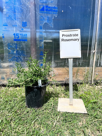 Rosemary Prostrate