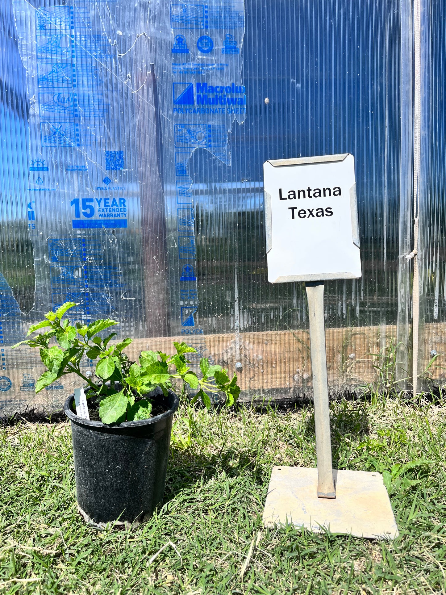 Lantana Texas