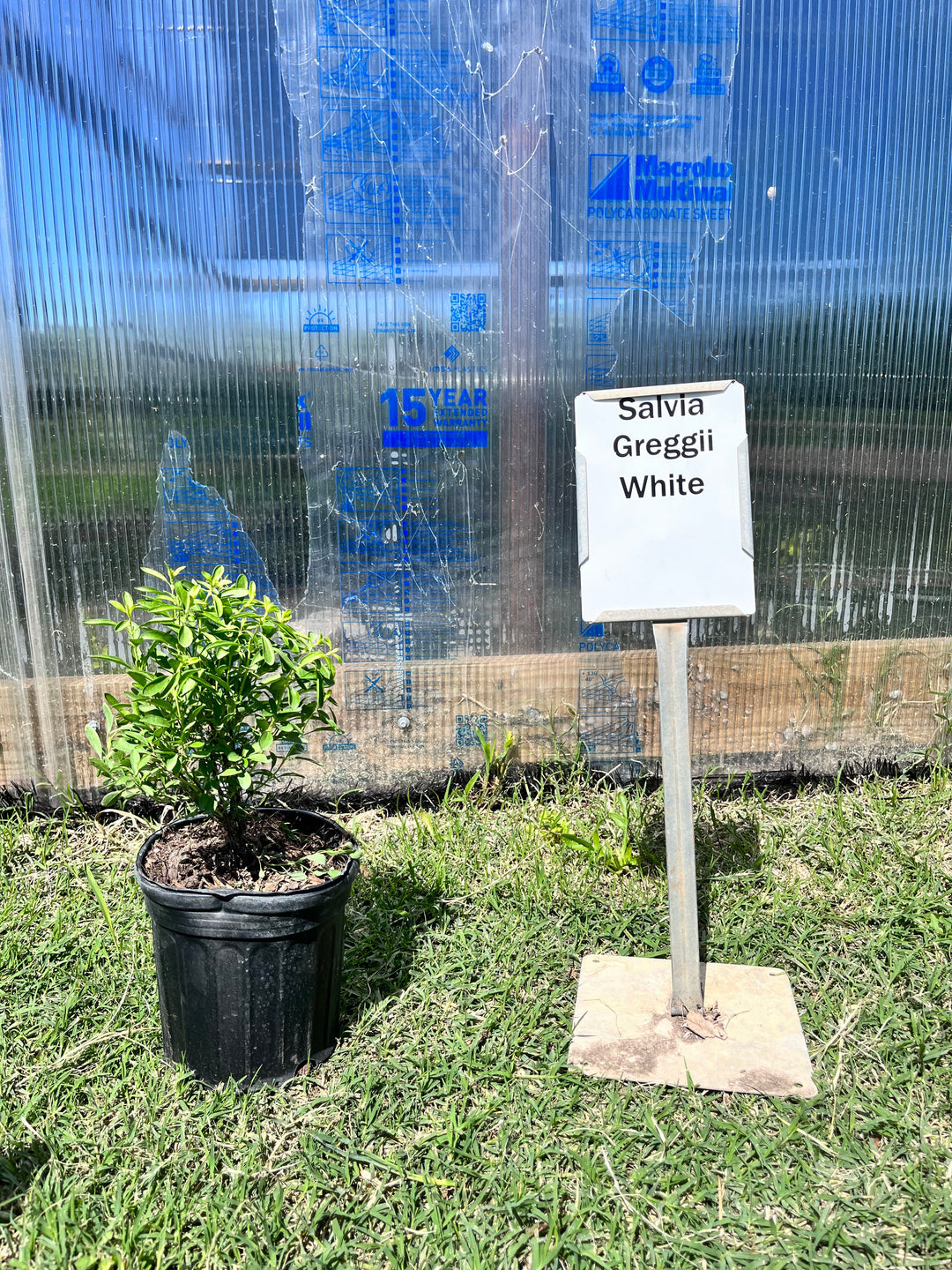 sauco plant for sale Salvia greggii White – Texas Tree Farms