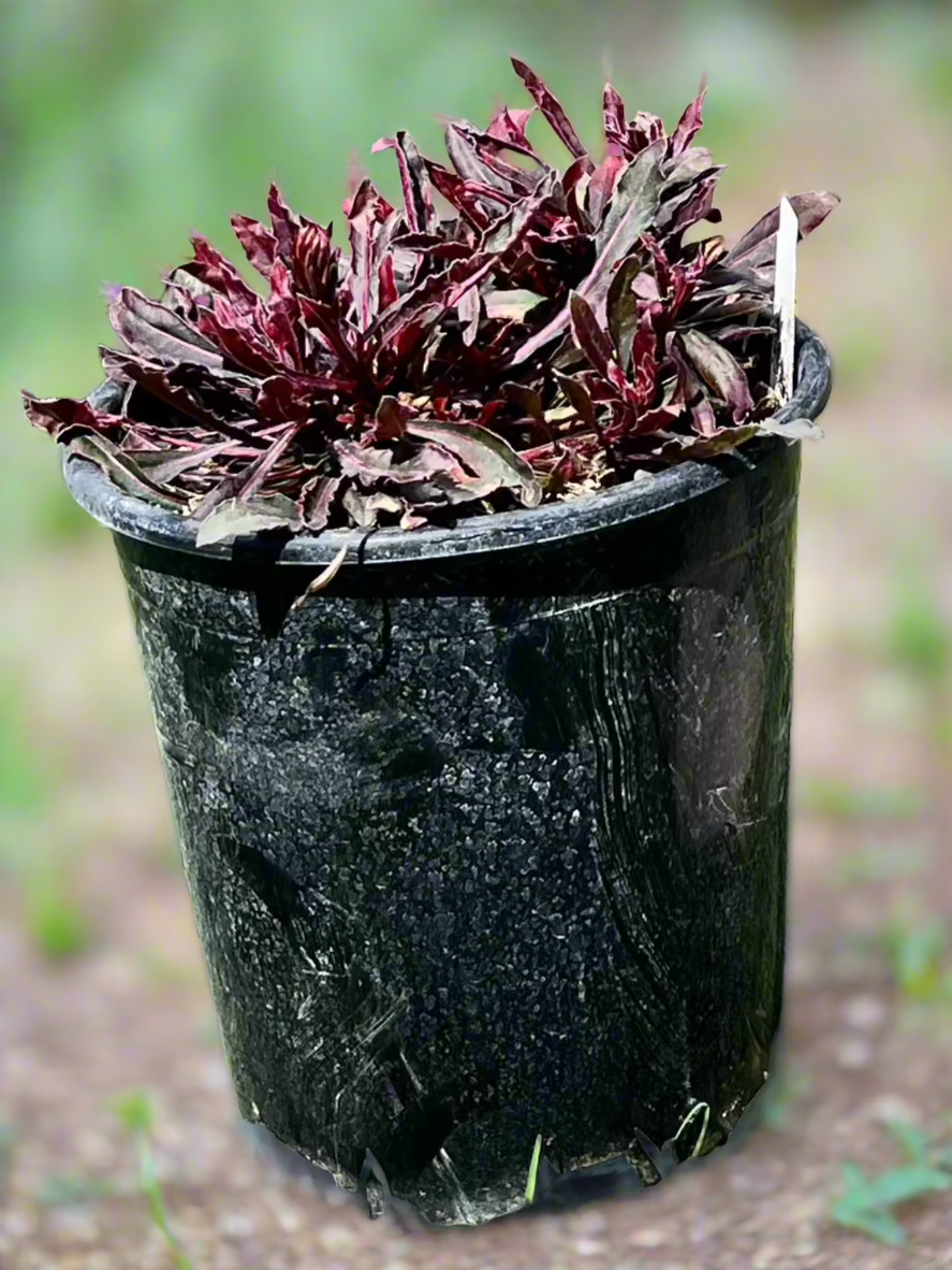 Gaura Siskiyou Pink (Beeblossom) – Texas Tree Farms