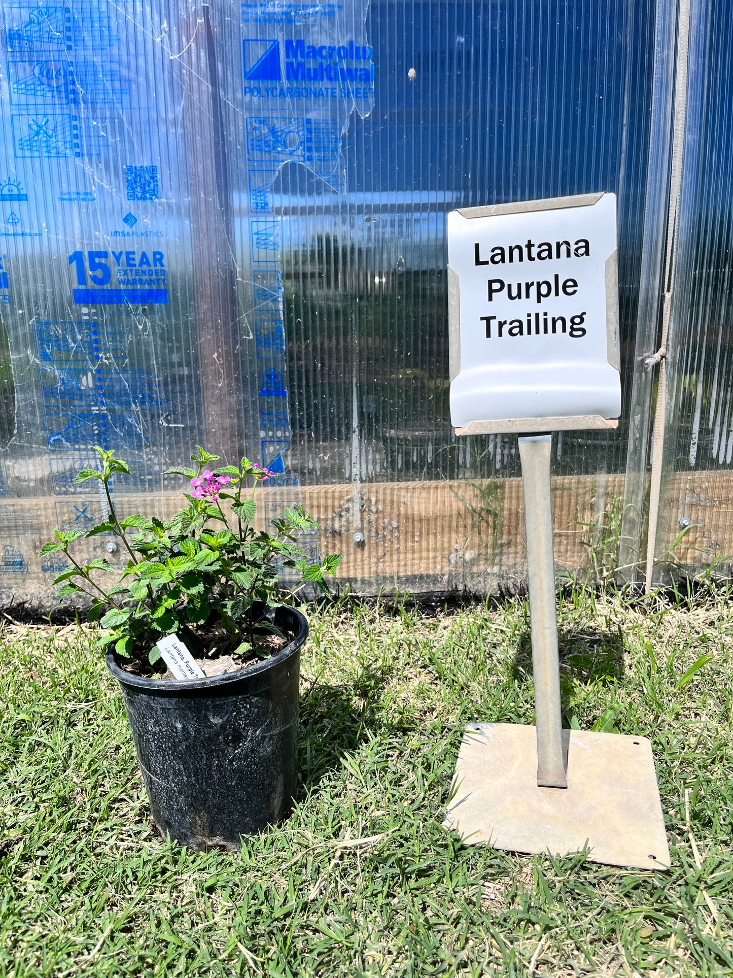 Lantana Trailing Lavender