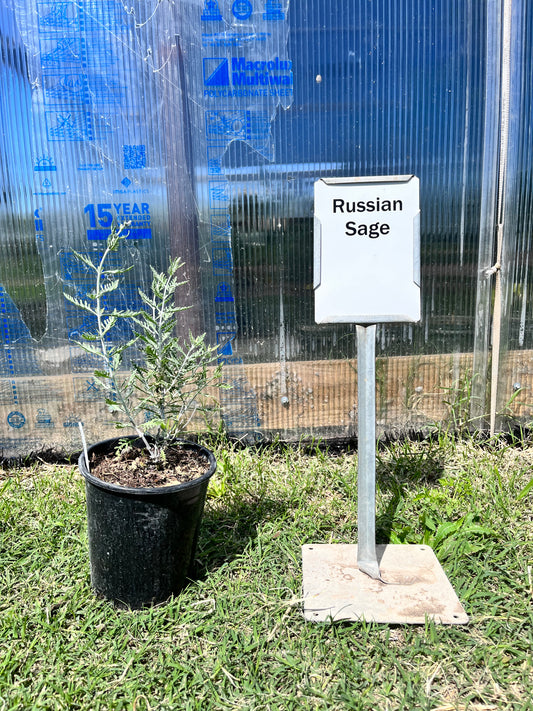 Sage Russian