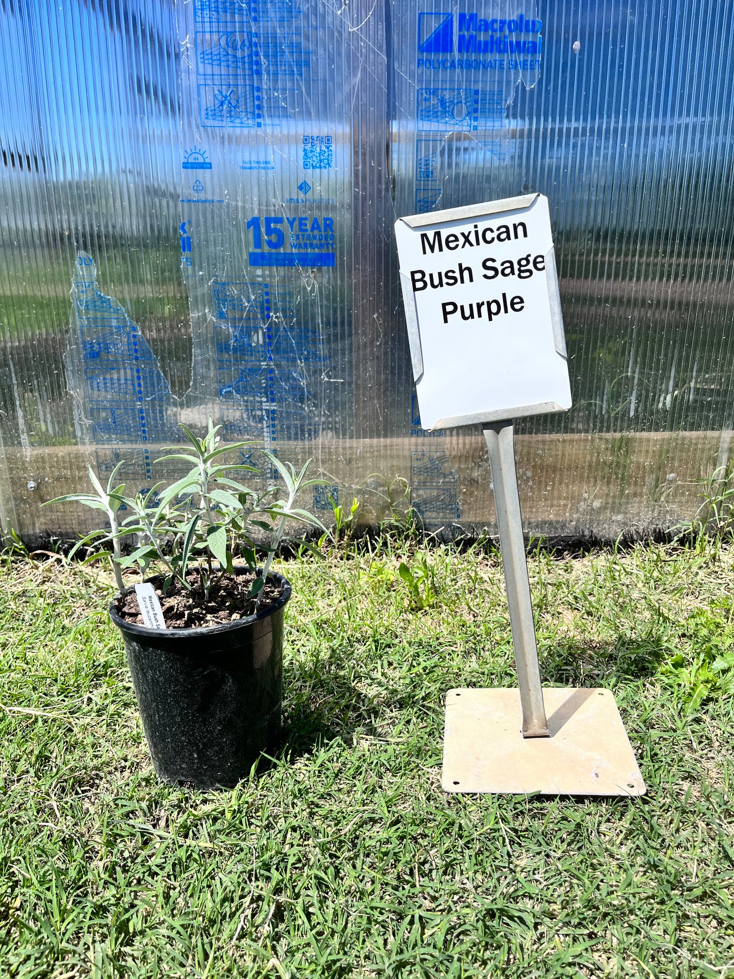 Sage Mexican Bush