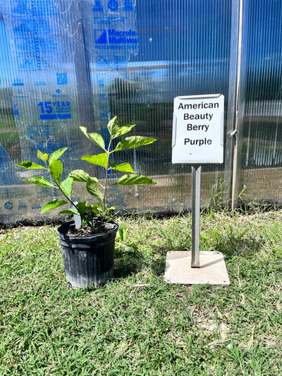 Beautyberry American