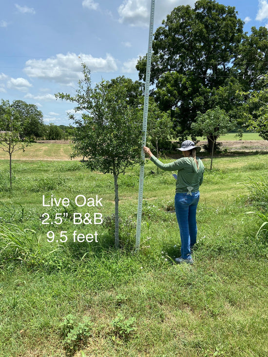 Live Oaks for Sale Texas Tree Farms