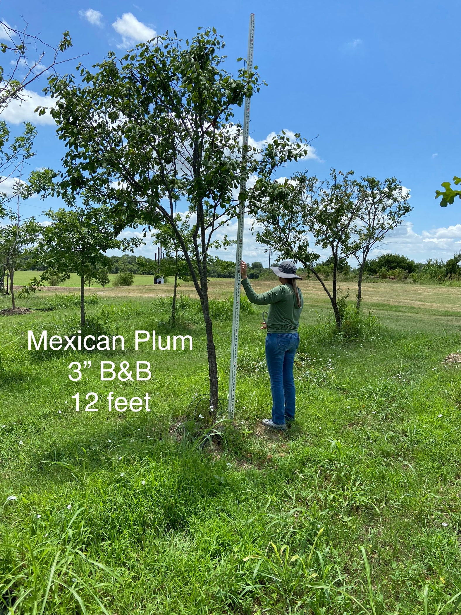 Invasive Plum Tree Roots Mexican Plums For Sale | Texas Tree Farms