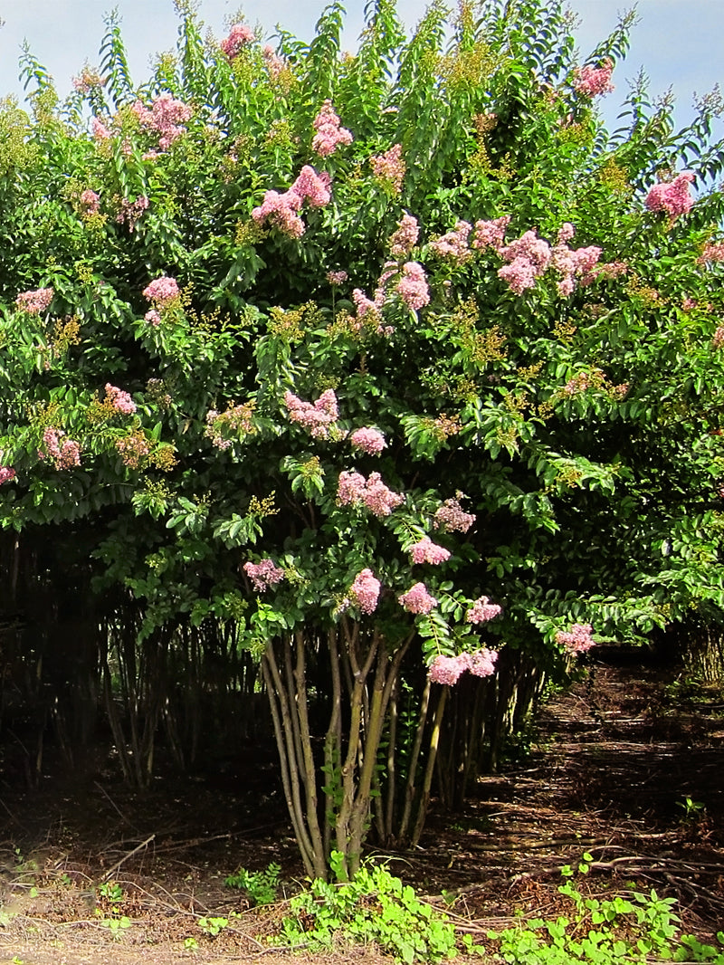 Crape Myrtle Muskogee
