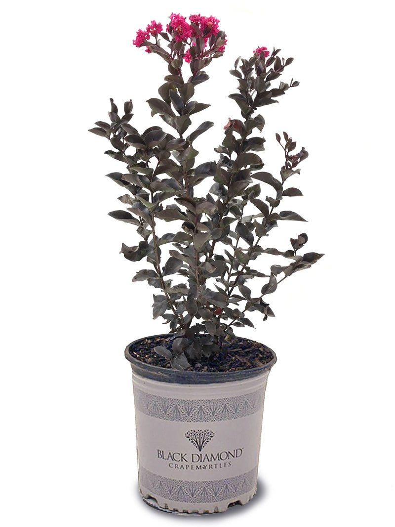 Crape Myrtle Black Diamond Mystic Magenta