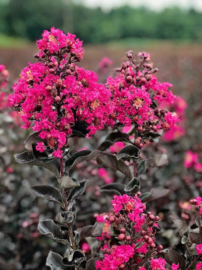 Crape Myrtle Black Diamond Mystic Magenta