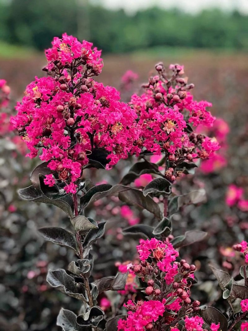Crape Myrtle Black Diamond Mystic Magenta