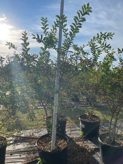 Crape Myrtle Natchez