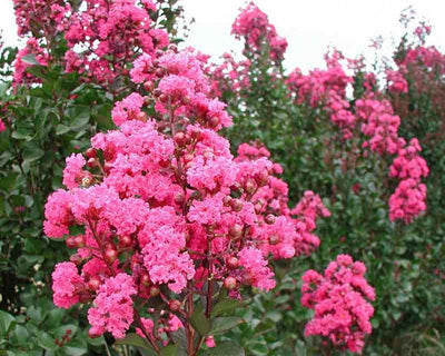 Crape Myrtle Pink Velour
