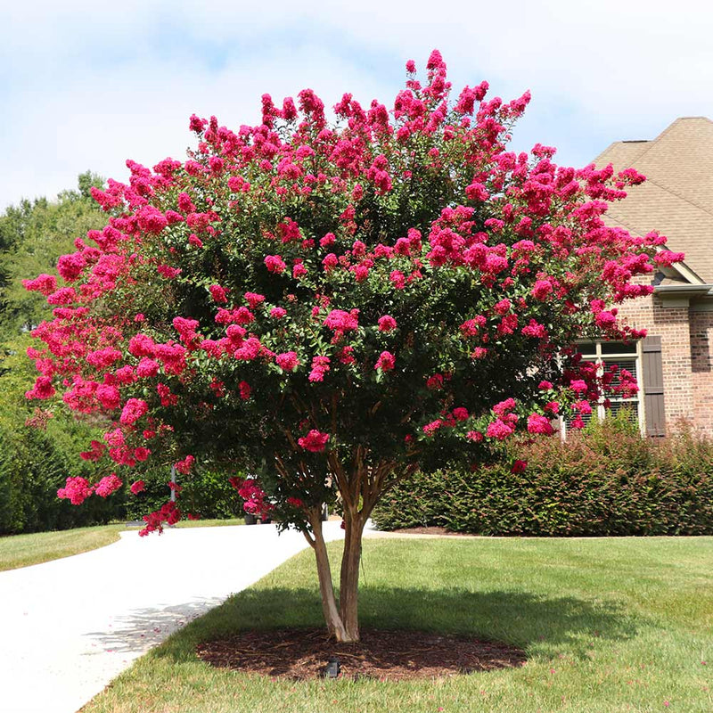 Crape Myrtle Pink Velour